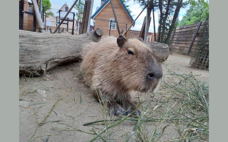 kobu-capybara kobu-capybara